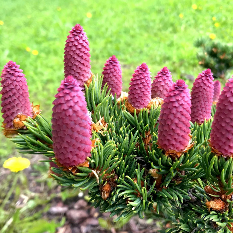 Ель Лаки Страйк (Picea pungens Lucky Strike)