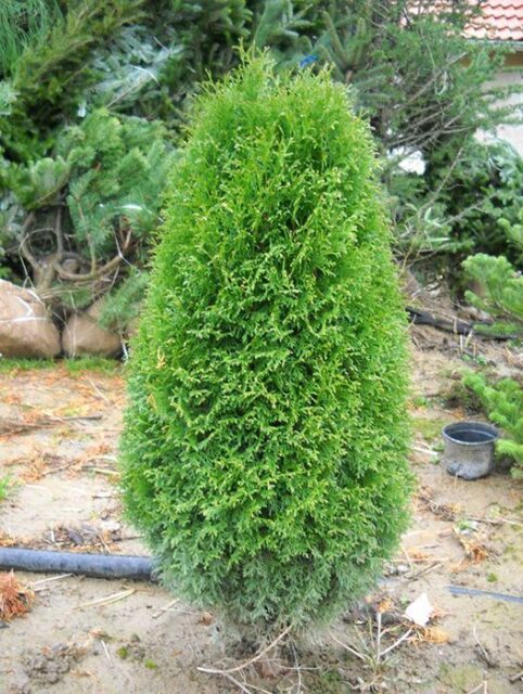 Туя Грин Эгг (Green Egg)