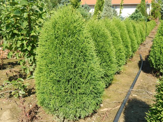Туя Грин Эгг (Green Egg) — изображение 3