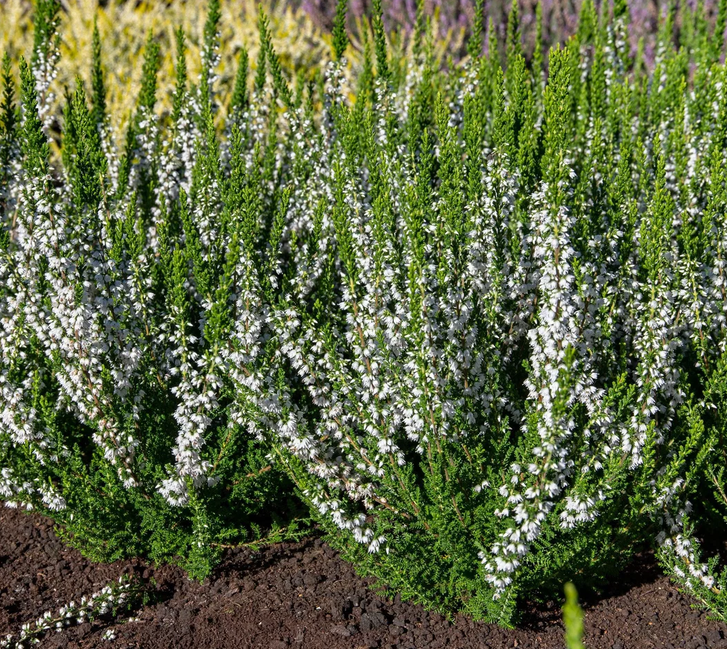Вереск Лонг Уайт ( Long White) — изображение 2